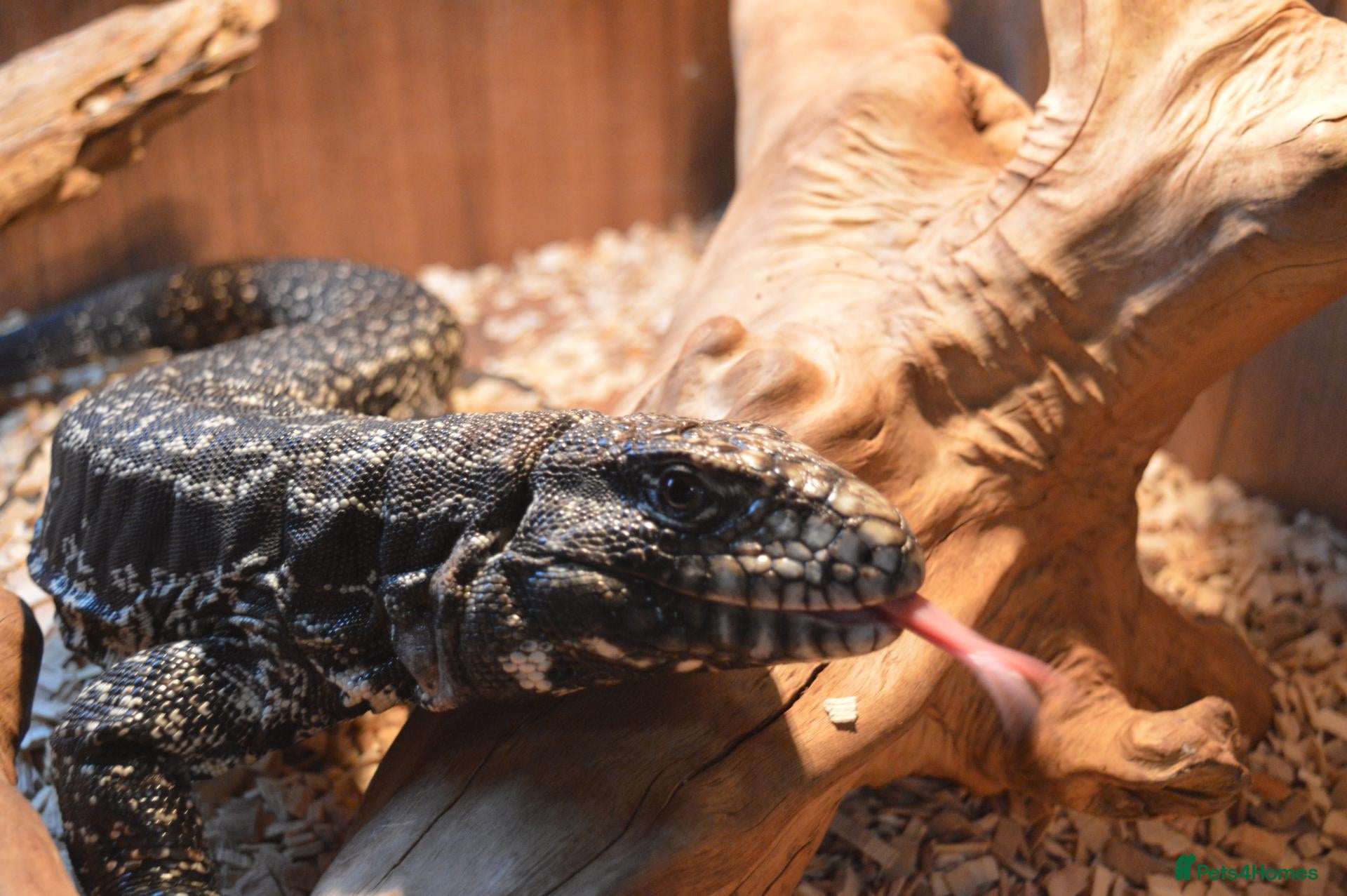 Monitor reptiles Argentine Black and White Tegu for sale - Advert 8
