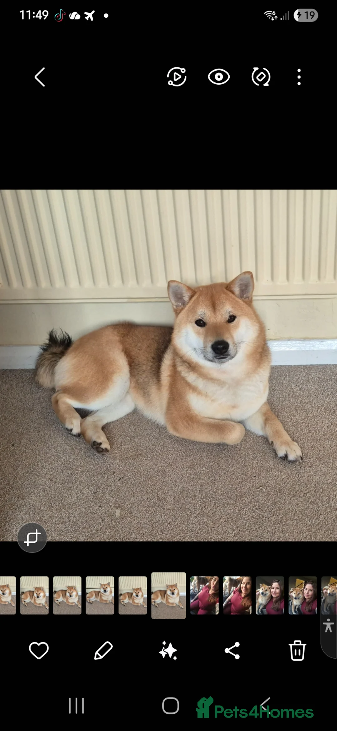Japanese Shiba Inu dogs for sale: Beautiful litter due end of june in Basingstoke - Advert 4