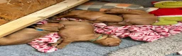 Hungarian Vizsla dogs for sale: 5 handsome hungarian vizsla puppies for sale - Advert 22