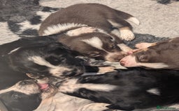 Border Collie dogs for sale: Collie mix puppies looking for their families! - Image 18