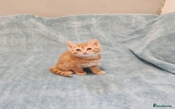 Mixed Breed cats for sale: BEAUTIFUL KITTENS VIDEOS - Image 7