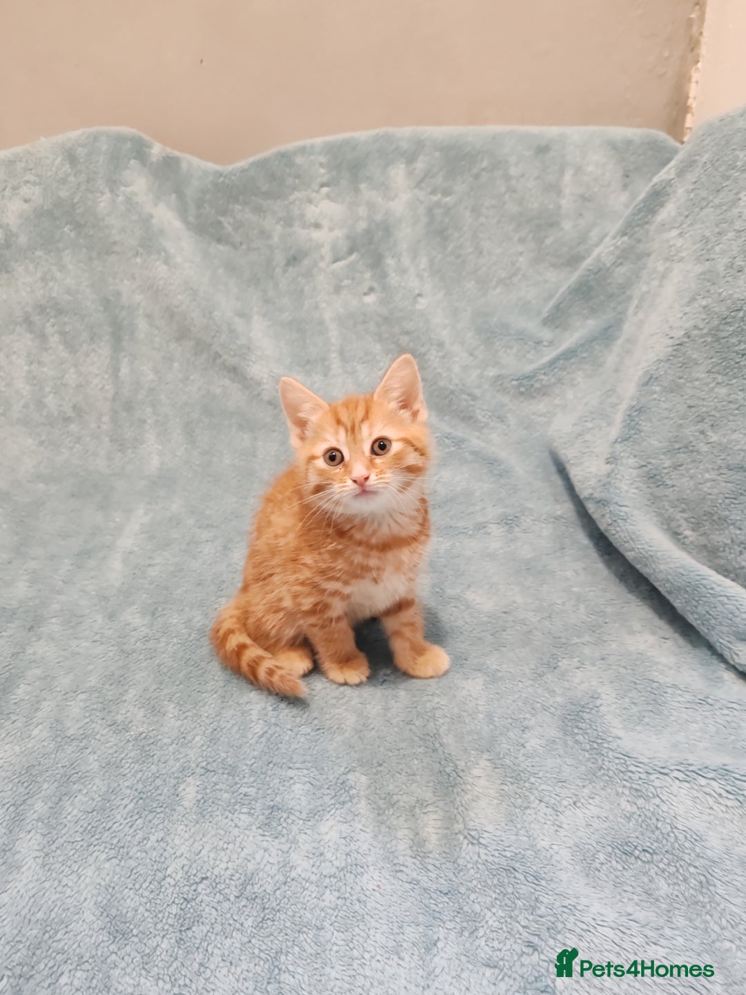 Mixed Breed cats for sale: BEAUTIFUL KITTENS VIDEOS - Image 7