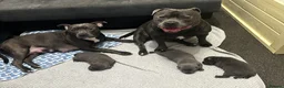 Staffordshire Bull Terrier dogs for sale: Staffordshire Bull Terrier Pups - 4 Gorgeous Pups in Spalding - Advert 11