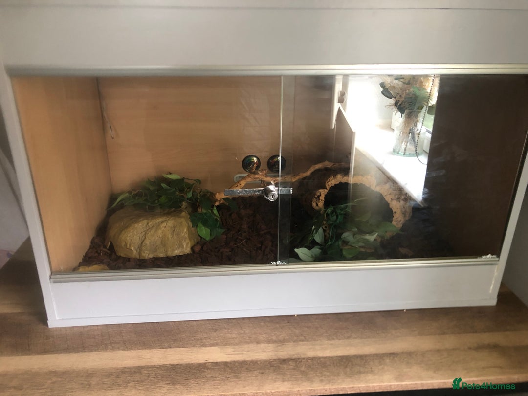 Python Snake reptiles for sale: Royal ball python (female) - Image 2