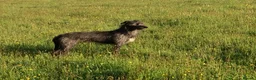 Mixed Breed dogs for sale: Whippet x Bedlington x Huntaway - Advert 8