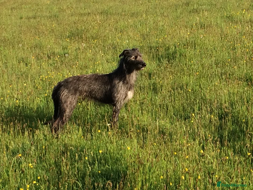 Mixed Breed dogs for sale: Whippet x Bedlington x Huntaway - Advert 8