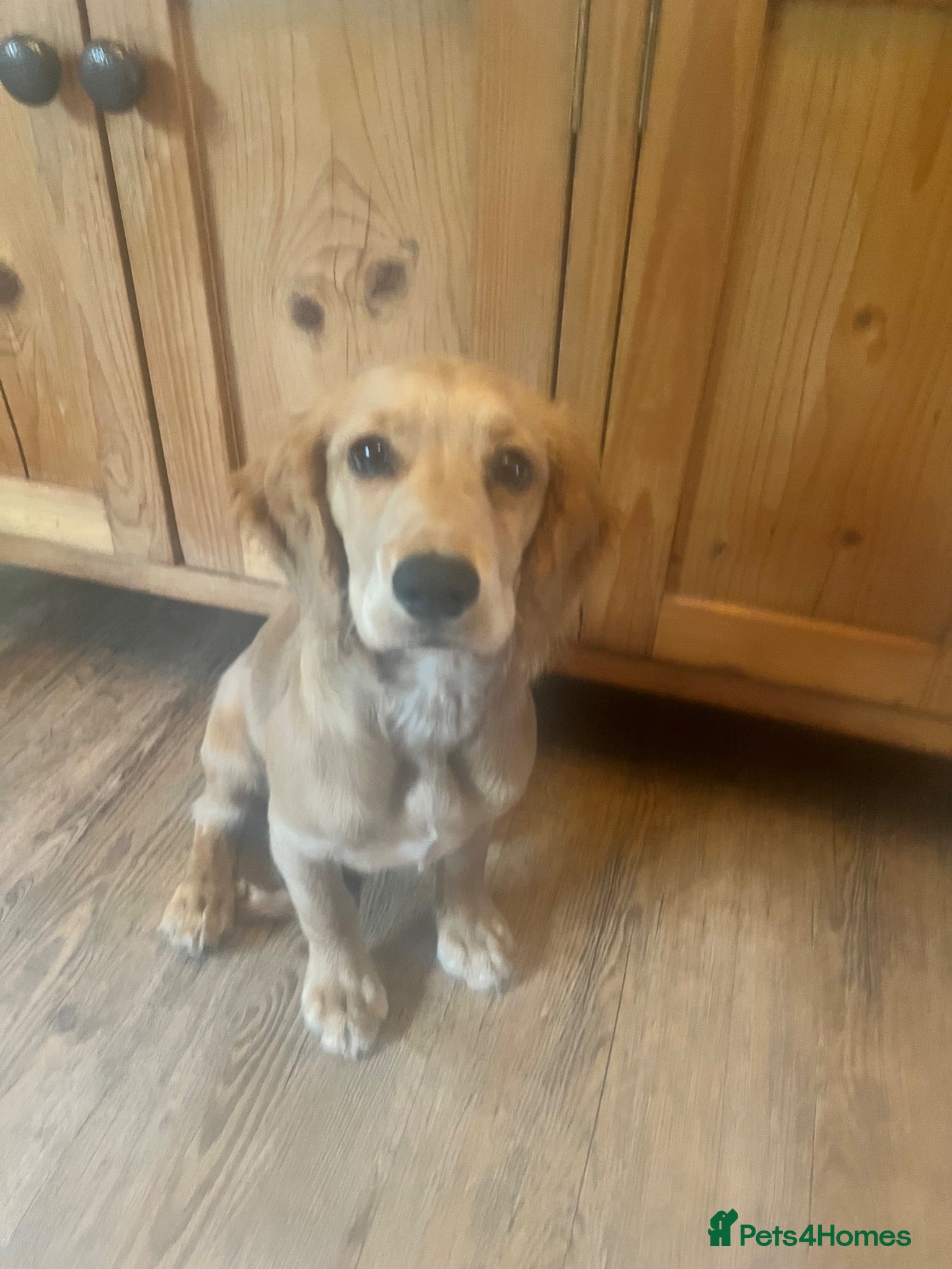 Cocker Spaniel dogs * READY TO GO* 4.5 MONTH OLD KC COCKER GIRL - Advert 18