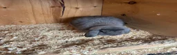 Mini Lop rabbits for sale: Blue opal mini lop - Advert 3