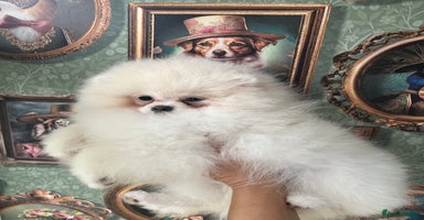 Pomeranian dogs - Advert 4