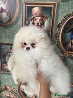 Pomeranian dogs - Advert 3