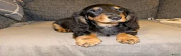 Dachshund dogs for sale: Stunning Long Haired Dachshund Puppies  - Advert 3