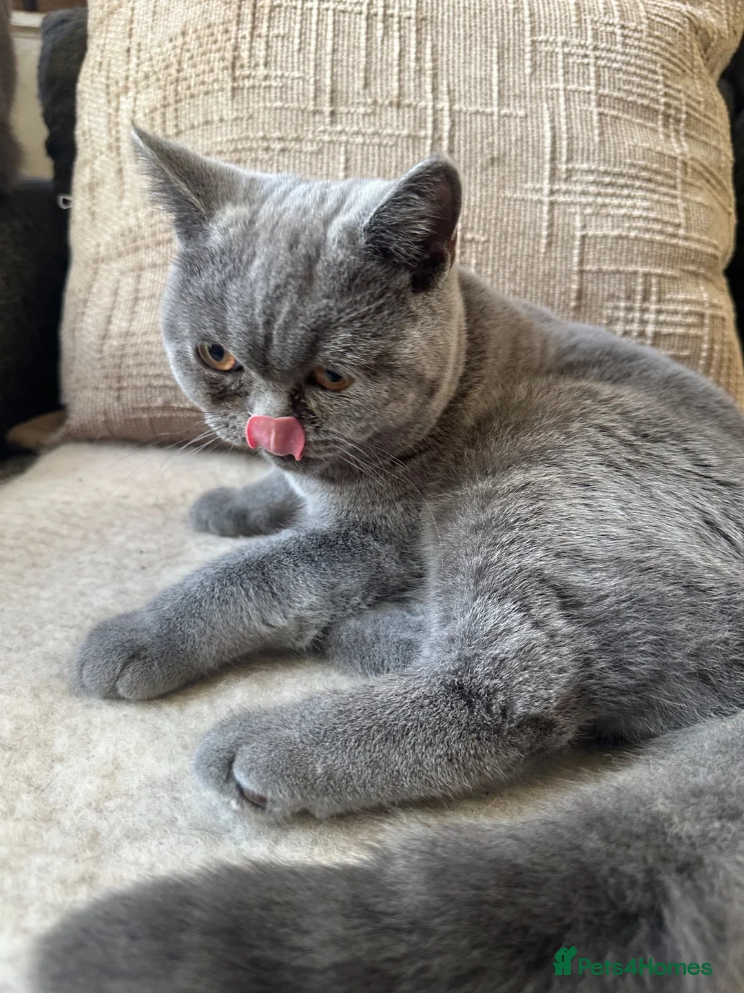 British Shorthair cats for sale: British shorthair GCCF registered MALE  - Advert 2