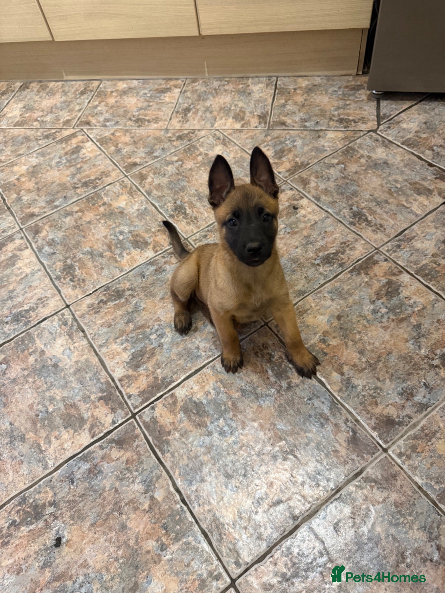 Belgian Shepherd Dog dogs Solid confident pups ready to go   - Advert 1
