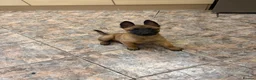 Belgian Shepherd Dog dogs for sale: Solid confident pups ready to go   in Abbots Langley - Advert 1