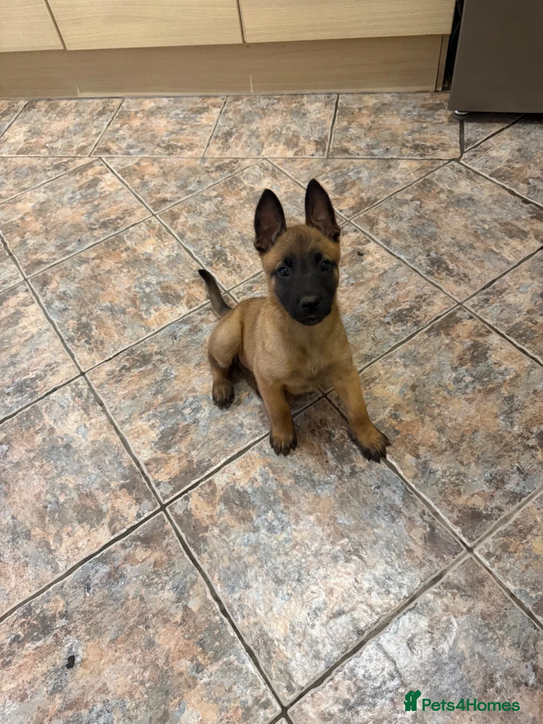 Belgian Shepherd Dog dogs for sale: Solid confident pups ready to go   in Abbots Langley - Advert 1
