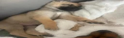 German Shepherd dogs for sale: German shepherd puppy  in Ashford - Advert 3
