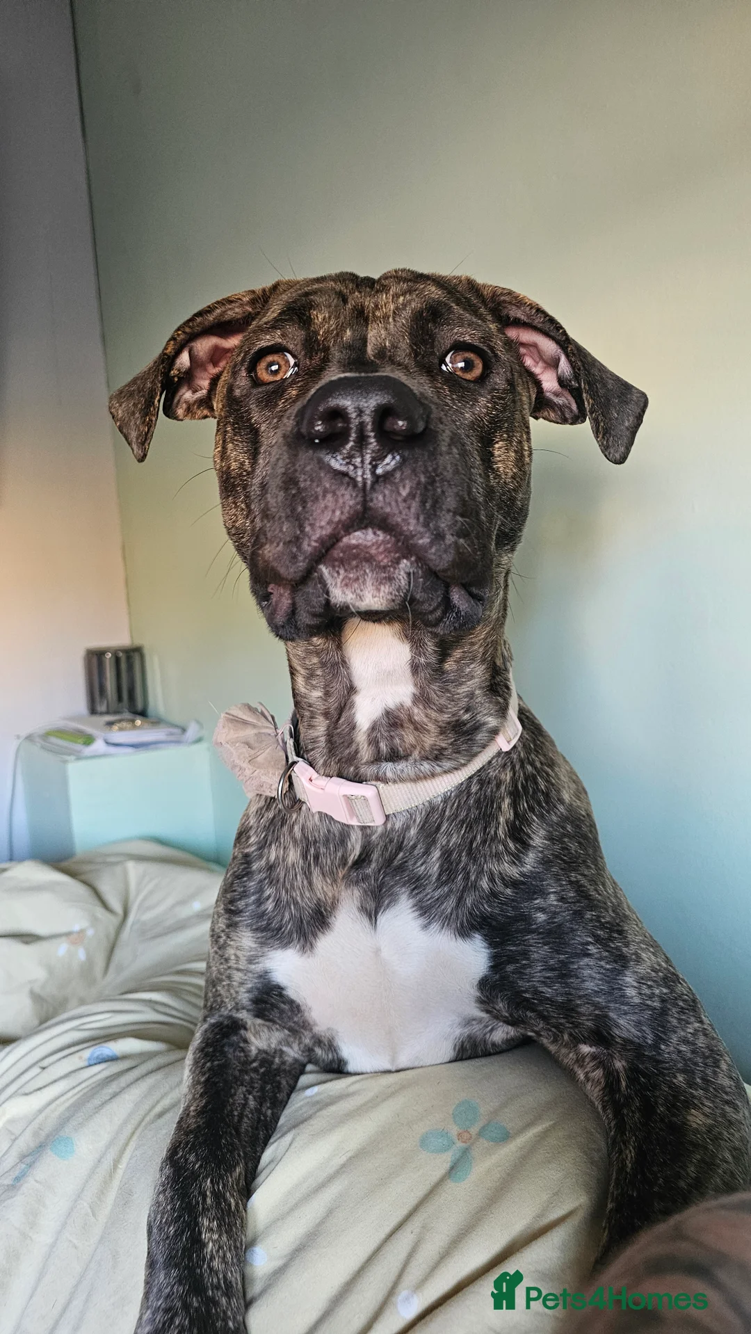 Mixed Breed dogs for sale: Presa Canario X Cane Corso (Girl) - Advert 2