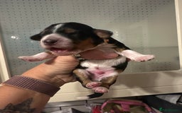 Mixed Breed dogs for sale: Border doodle - Image 13