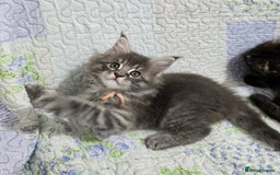 Maine Coon cats for sale: Gorgeous GCCF Maine Coons poss Active - Image 25
