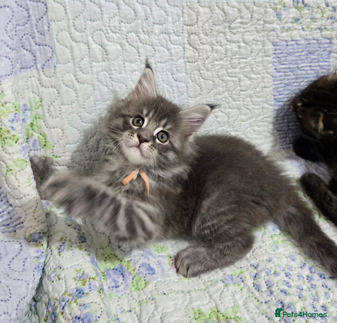 Maine Coon cats for sale: Gorgeous GCCF Maine Coons poss Active - Image 25