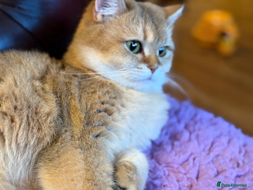 British Shorthair cats for sale: Pet or Active AY11/12 sired by x4 Champion - Advert 6
