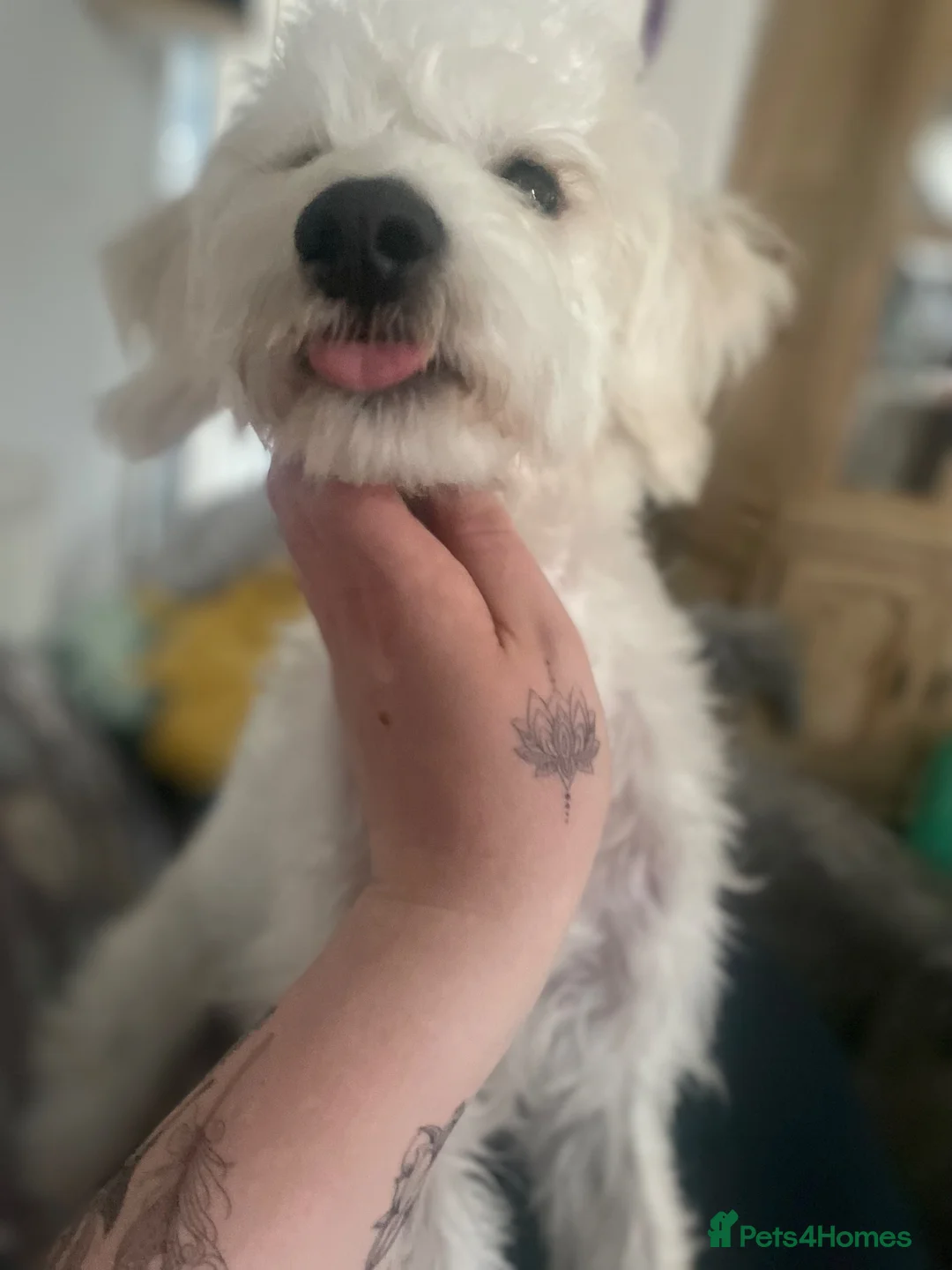 Mixed Breed dogs for stud: Schnoodle White Stud - Advert 2