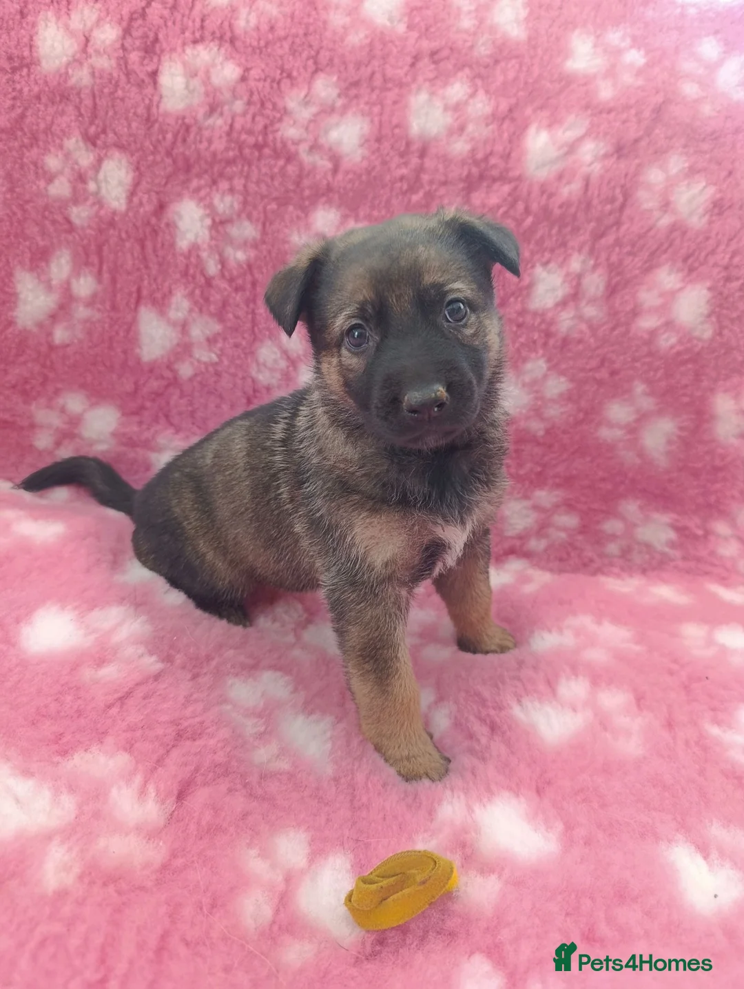 Mixed Breed dogs for sale: German Shepherd x Belgium Malinois Puppies  in Boston - Advert 18