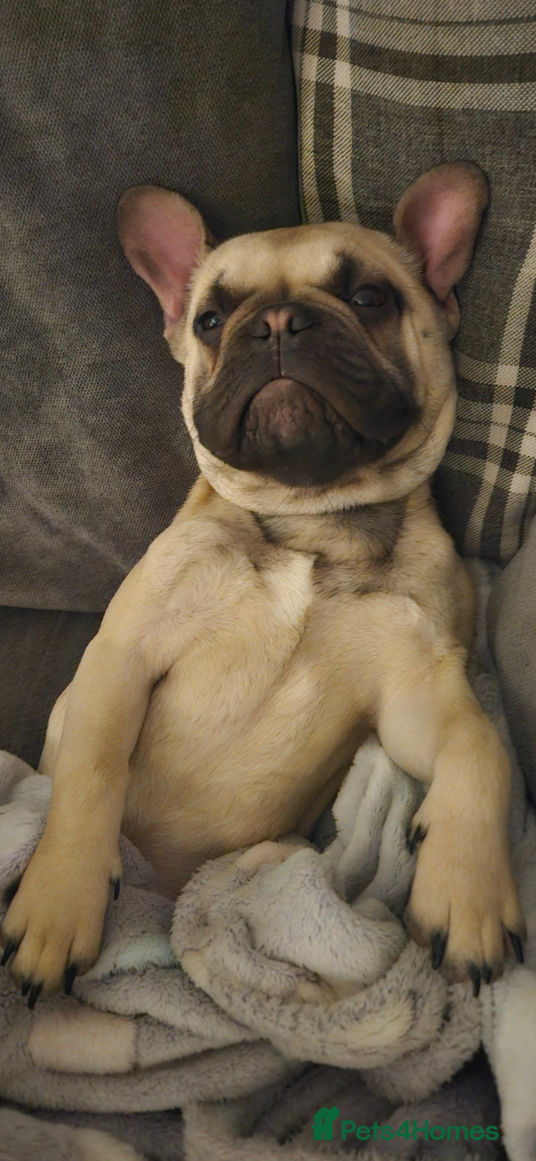 Mixed Breed dogs for sale: 15 month old French bulldog - Advert 4