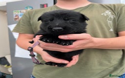 German Shepherd dogs for sale: KC FEMALE GSD PUPPIES - Image 8