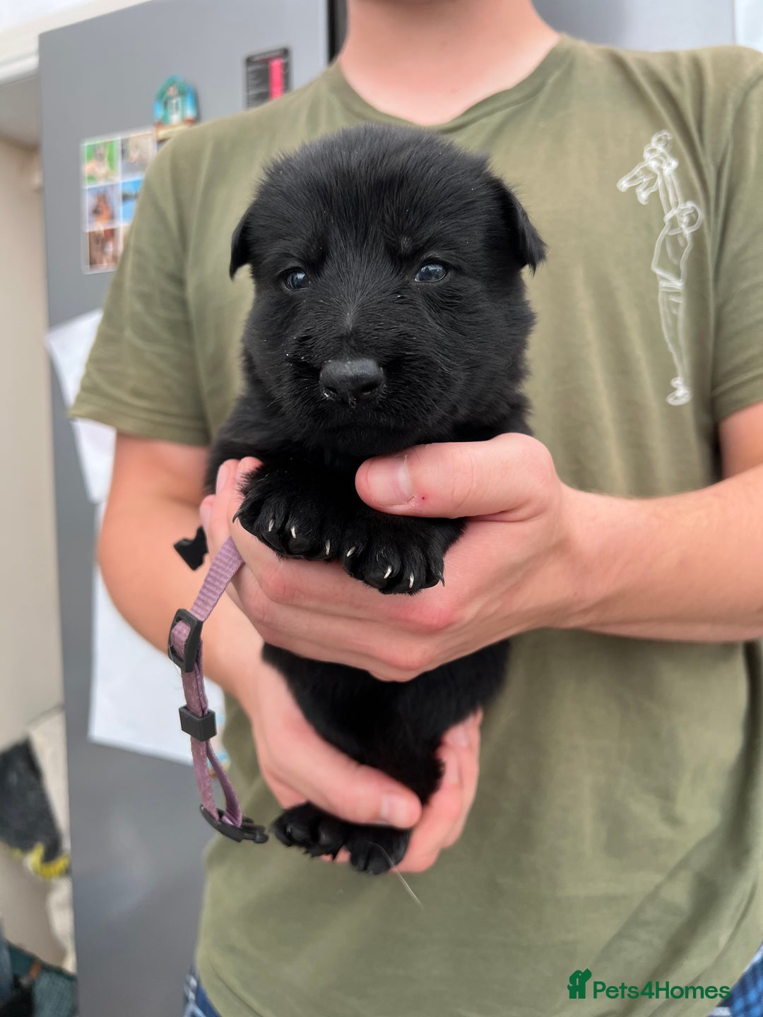 German Shepherd dogs for sale: KC FEMALE GSD PUPPIES - Image 8