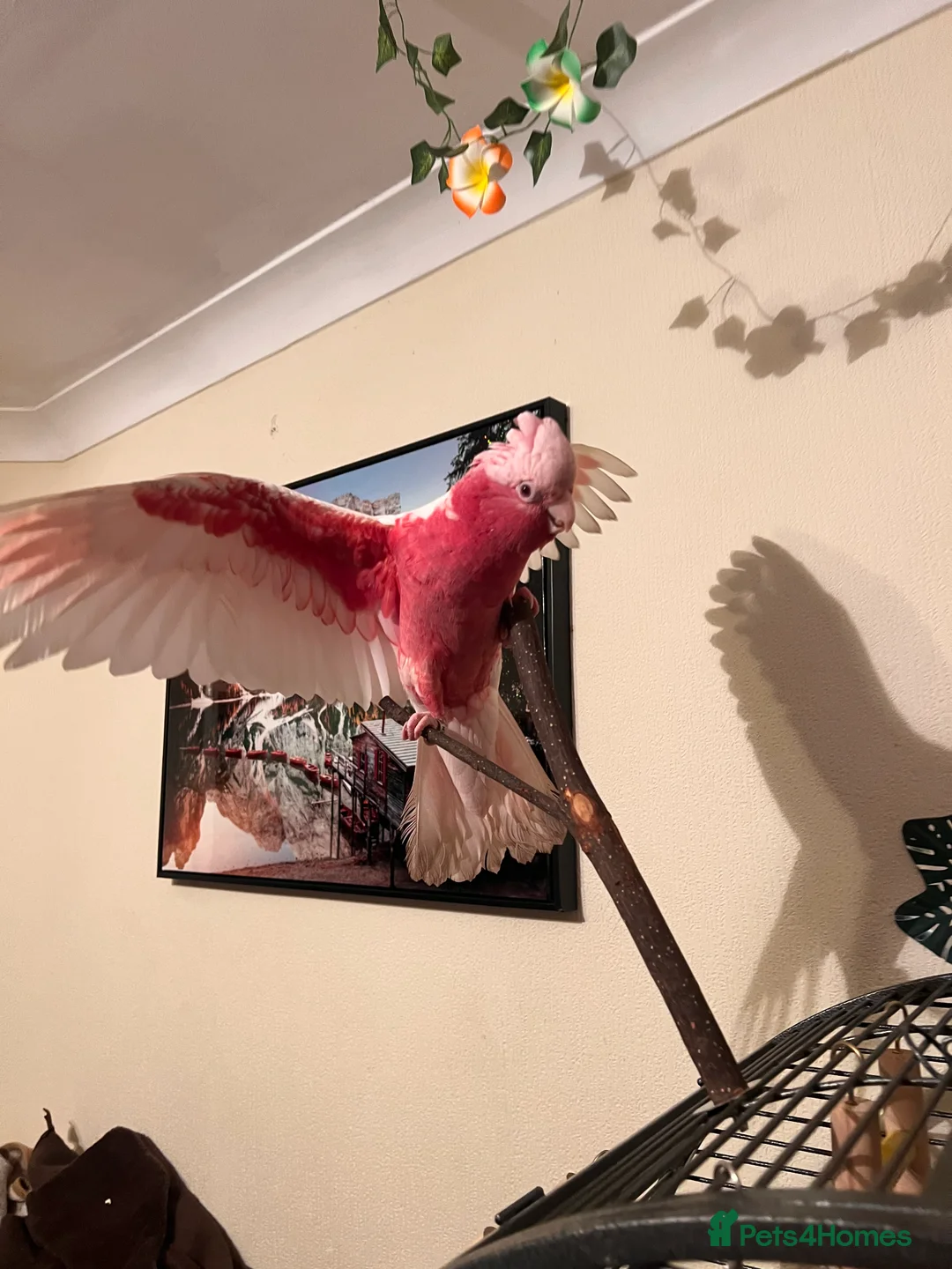 Parrots birds for sale: Rare Galah Lutino male  - Advert 8