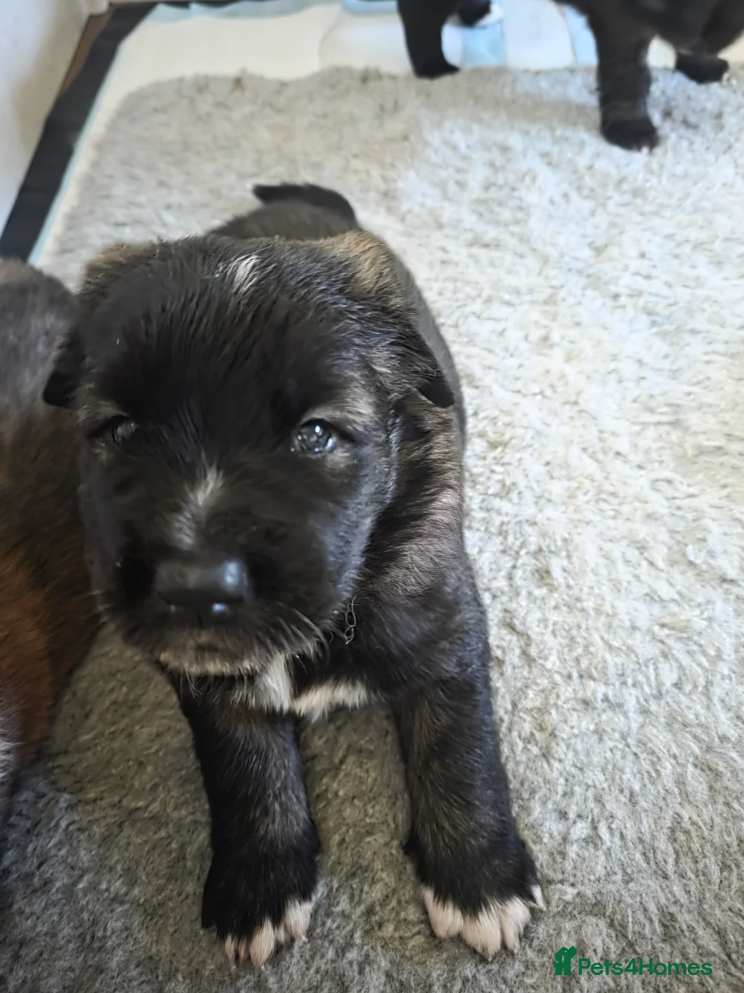 Mixed Breed dogs for sale: Beautiful saint bernard akita mix puppies - Advert 15