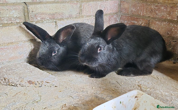 Rex rabbits - Advert 1