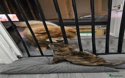 Mixed Breed dogs for sale: Chaffy puppies Chow x Staffy - Advert 4