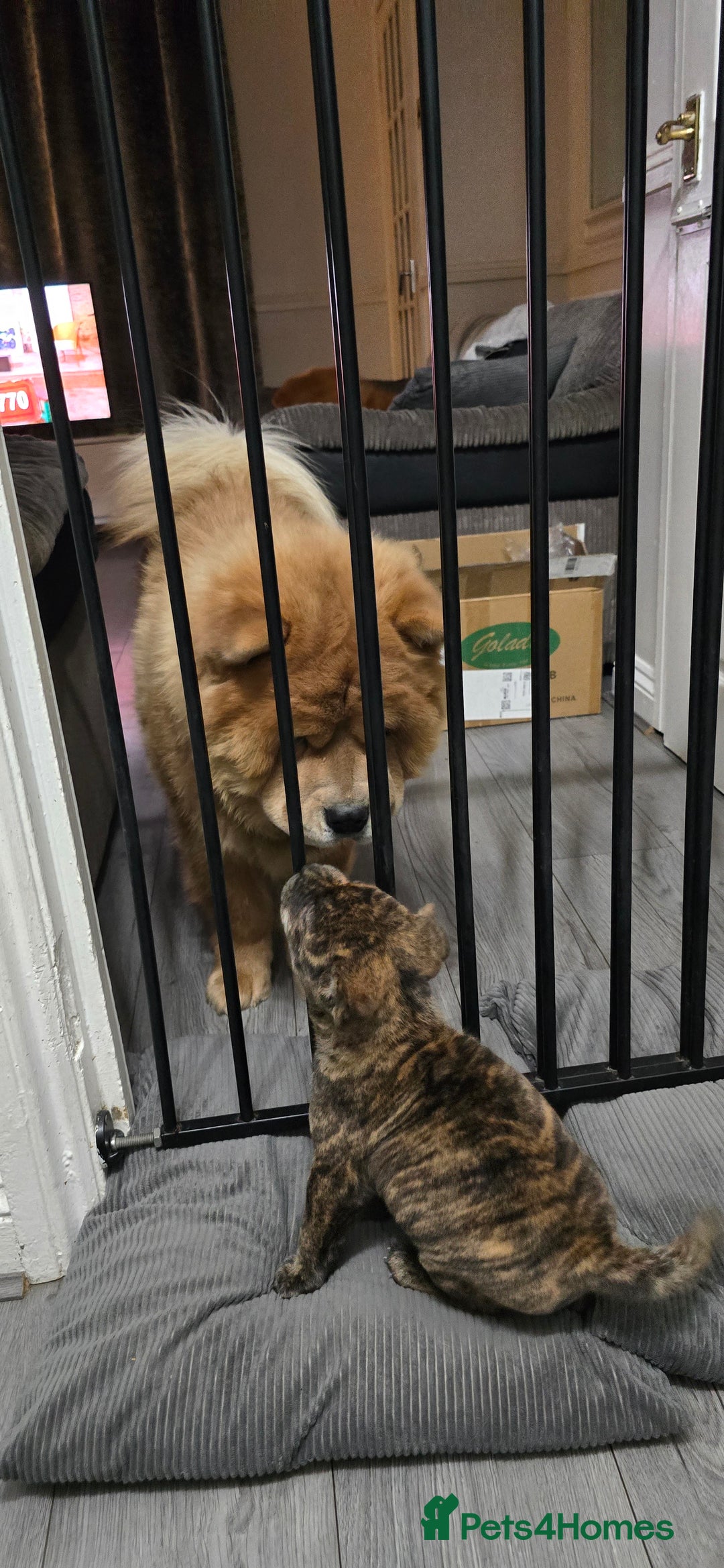 Mixed Breed dogs for sale: Chaffy puppies Chow x Staffy - Advert 4