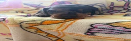 Dachshund dogs for sale: dachshund puppy for sale  - Advert 9