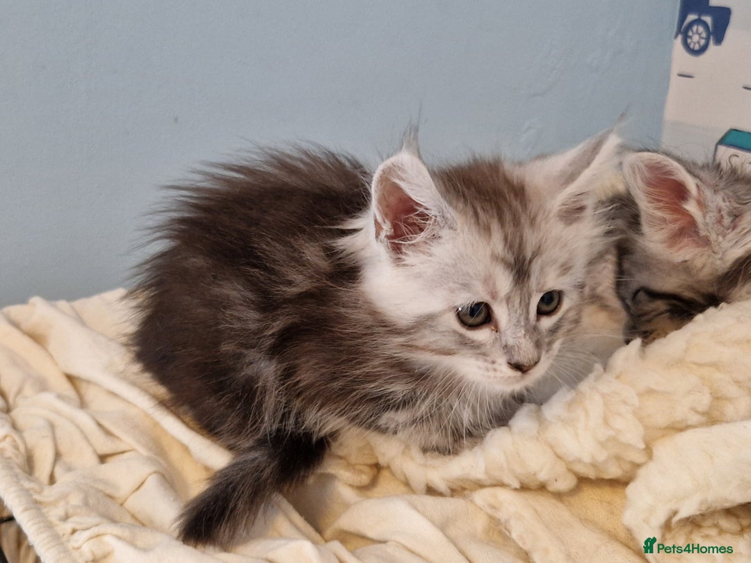 Maine Coon cats for sale: Beautiful maine coon kittens  - Image 22