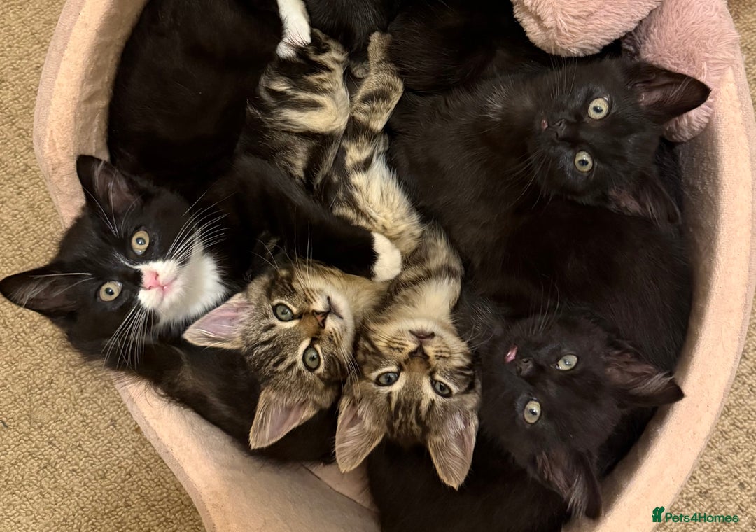 Mixed Breed cats for sale: 10-Week-Old Playful Kittens Seeking Loving Homes - Advert 28