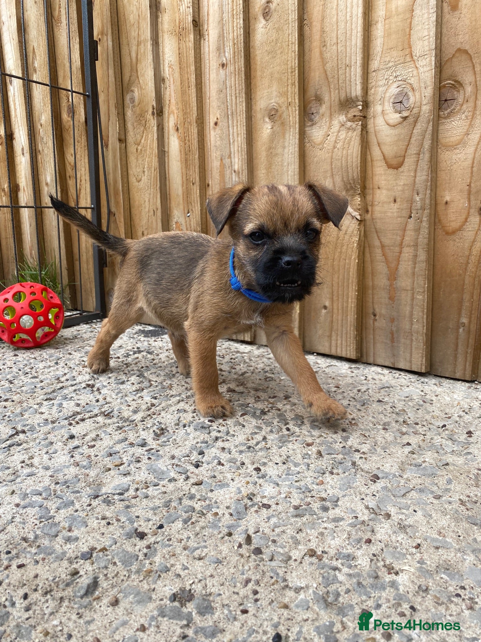 Border Terrier dogs ⭐️ KC BORDER TERRIERS, READY TO LEAVE NOW - Advert 17