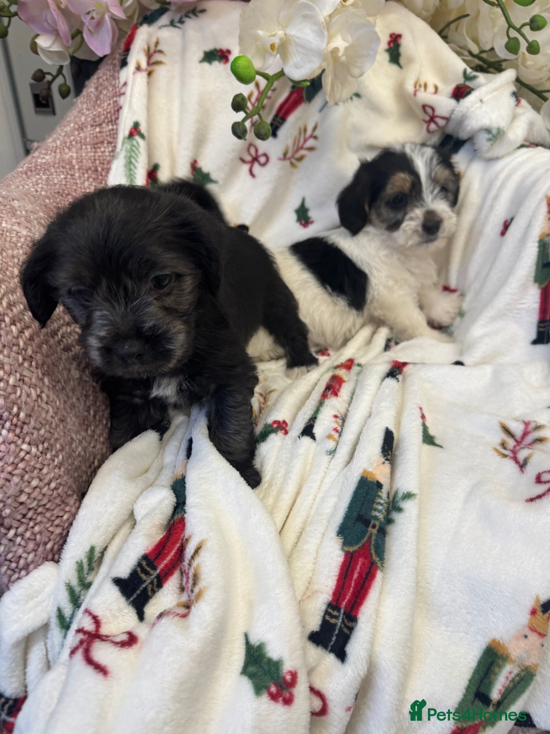 Jack Russell dogs for sale: Jack Russell  x Shitzu puppies  - Advert 2