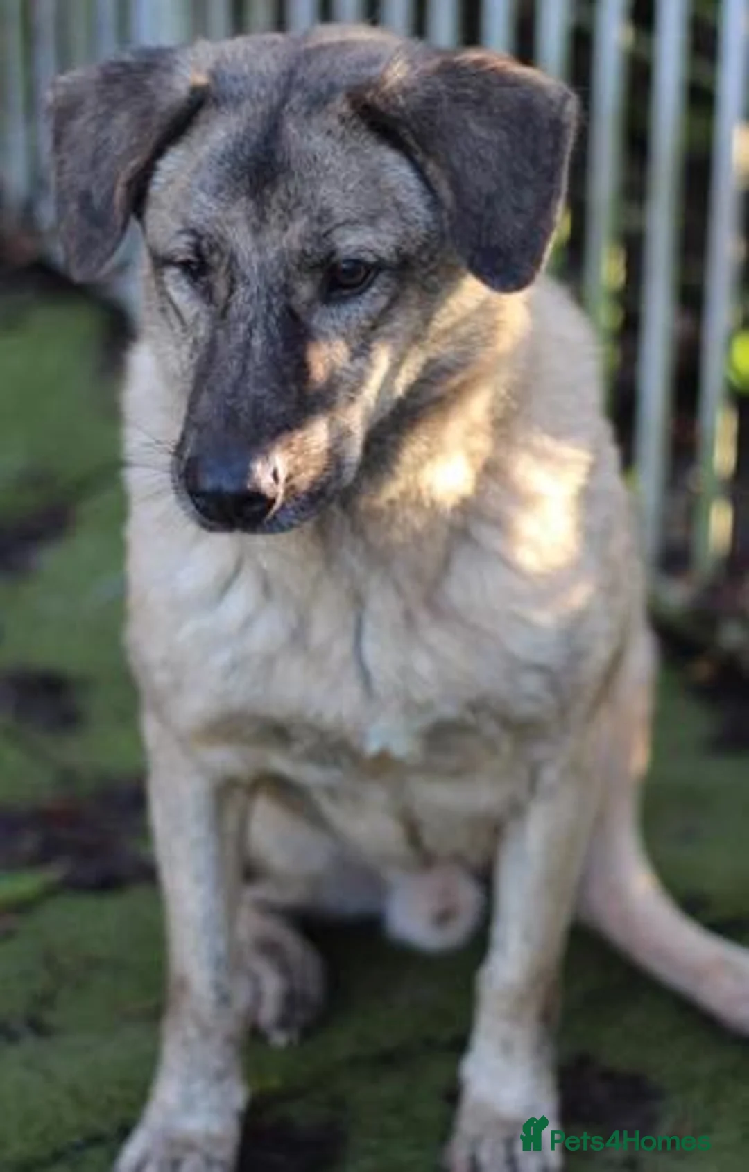 Mixed Breed dogs for adoption: Mischu - looking for a family in Ayr - Advert 15