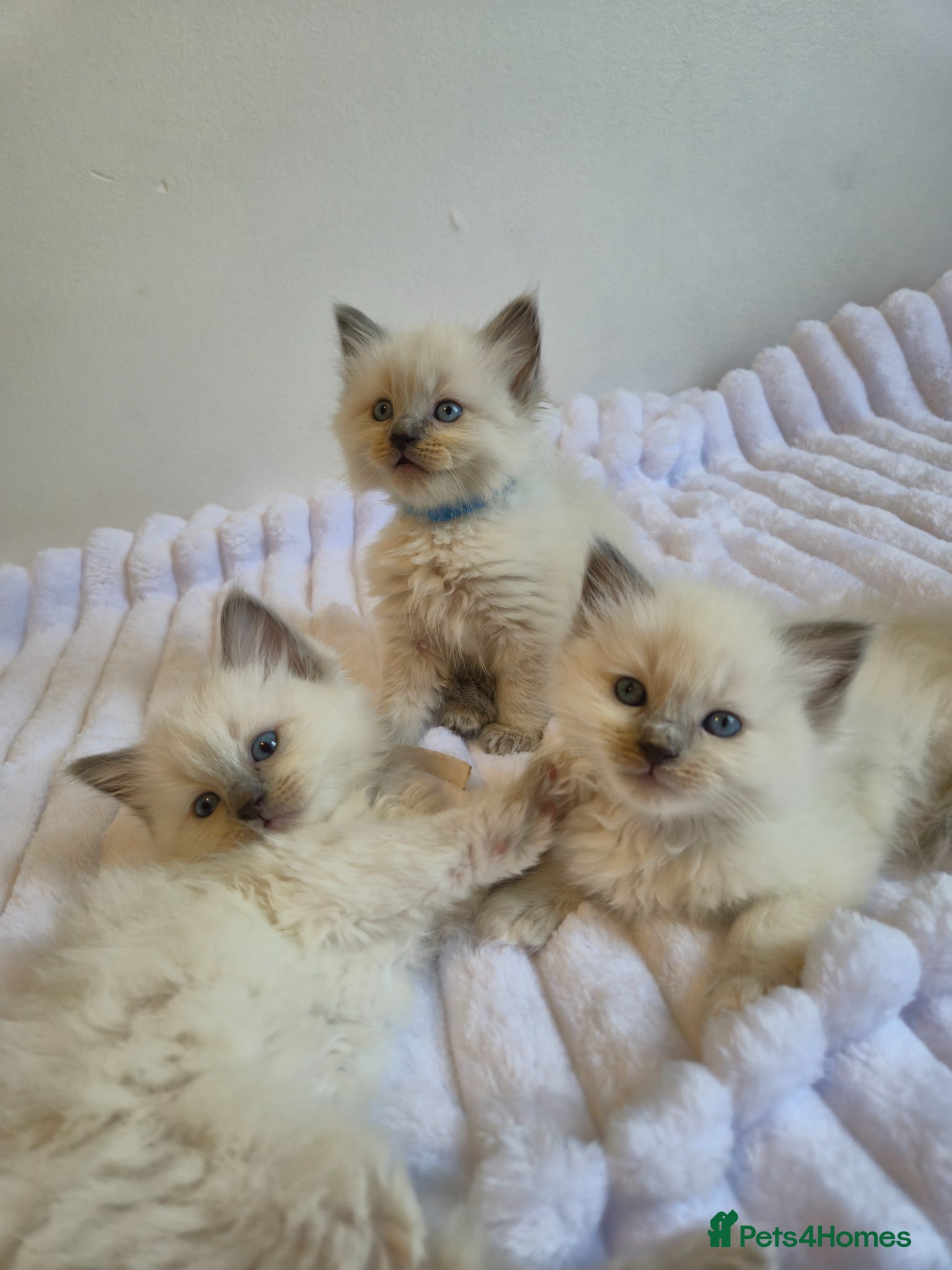 Ragdoll cats Ragdoll kittens  - Advert 1