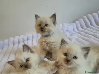 Ragdoll cats Ragdoll kittens - Advert 17
