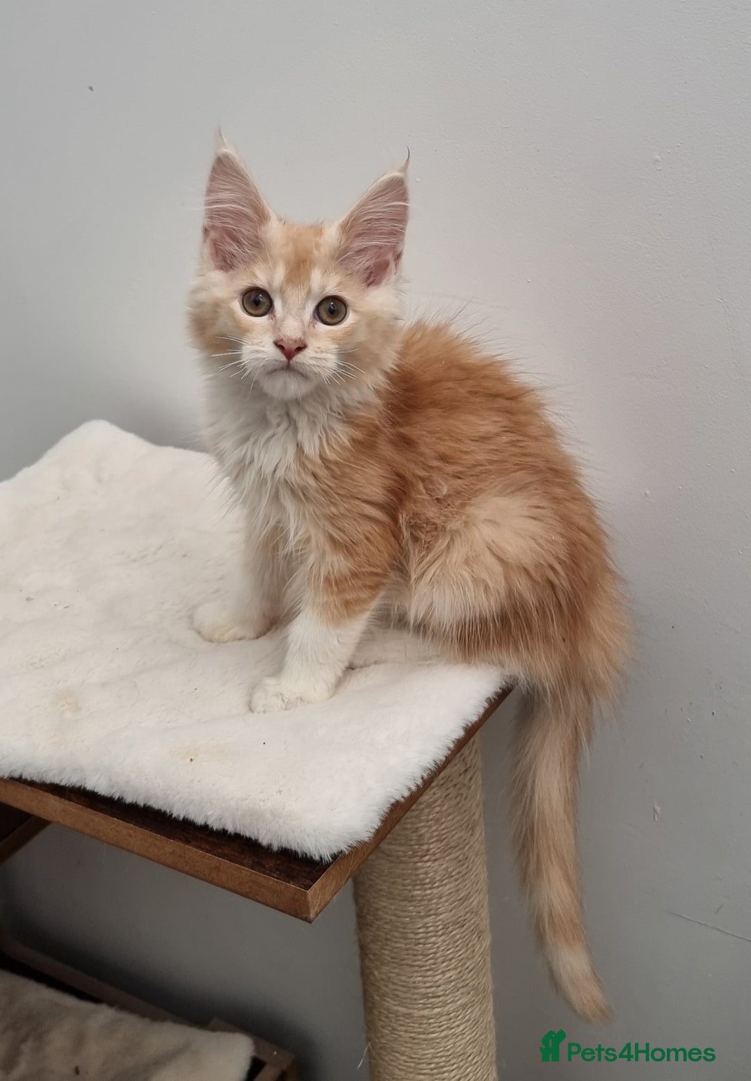Maine Coon cats for sale: Pedigree Maine Coon Kittens for sale  - Image 29
