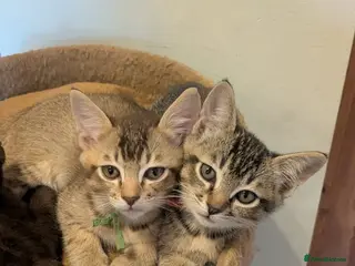 Burmese cats Burmese cross kittens - Advert 10