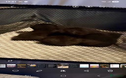 British Shorthair cats for sale: Litter of british short hair X 2 boys and 1 girl - Image 3