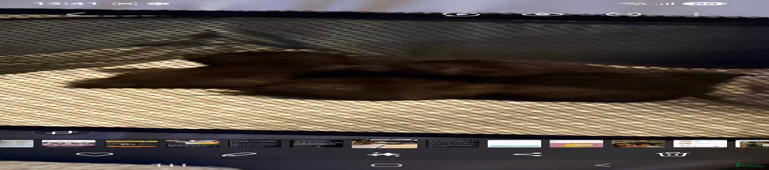 British Shorthair Kitten 2