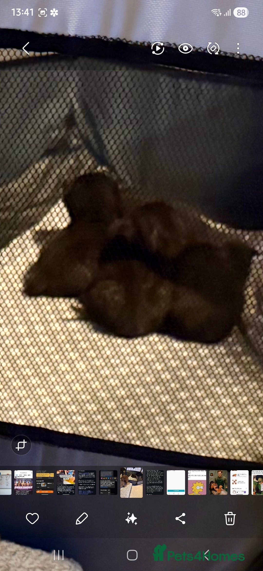 British Shorthair cats for sale: Litter of british short hair X 2 boys and 1 girl - Image 3