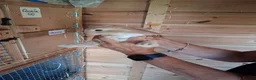 Mini Lop rabbits for sale: Beautiful min lop bunnies  - Advert 13