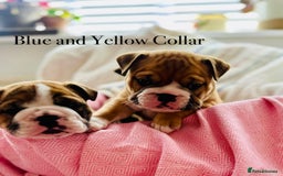 English Bulldog dogs for sale: READY NOW! vaccinated microchipped KC Bulldog pups in Rochford - Image 24